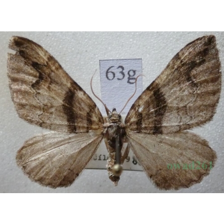 Pareulype berberata (Denis & Schiffermüller, 1775) female Paśnik berberysek Czech63g